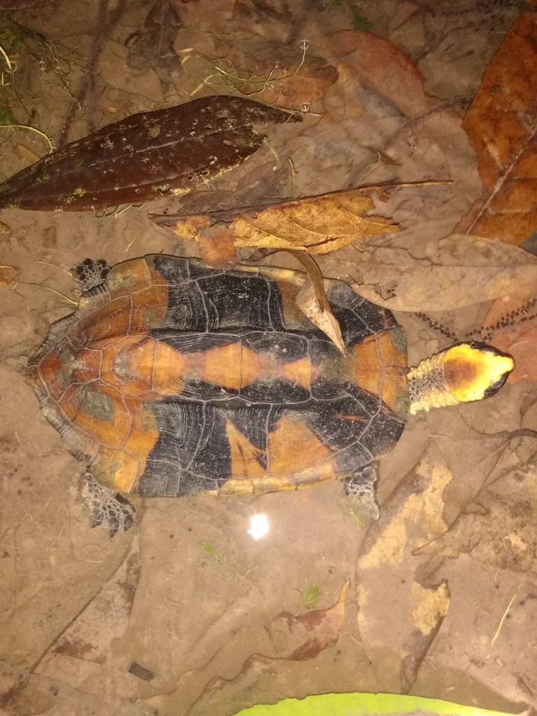 Common Twist-necked Turtle