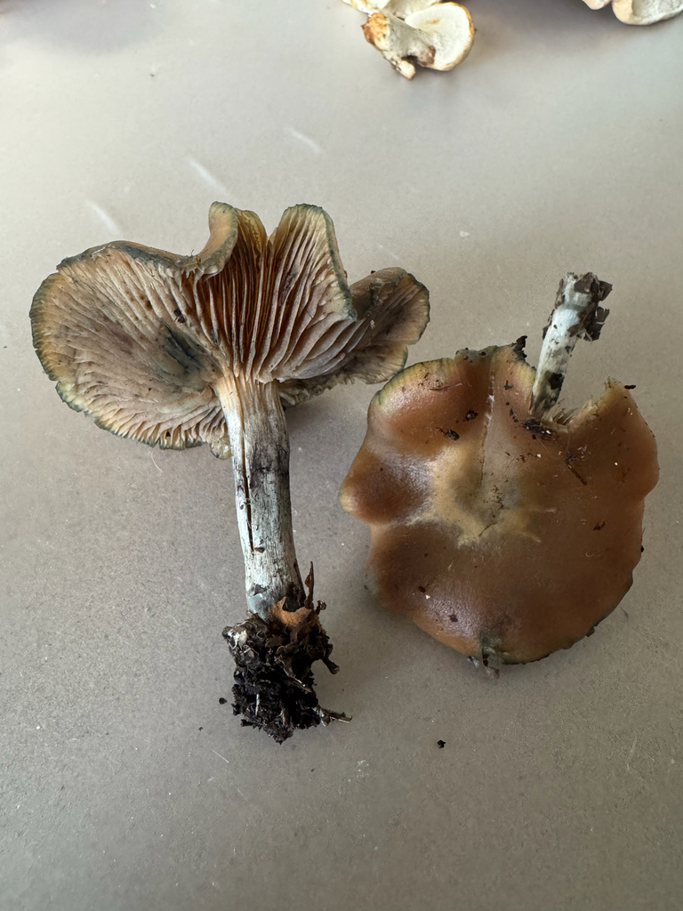 Psilocybe cyanescens · November 2025 · photo: © mswiseman (iNaturalist, cc-by)