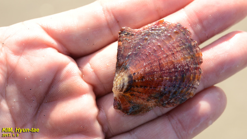 Pinctada fucata