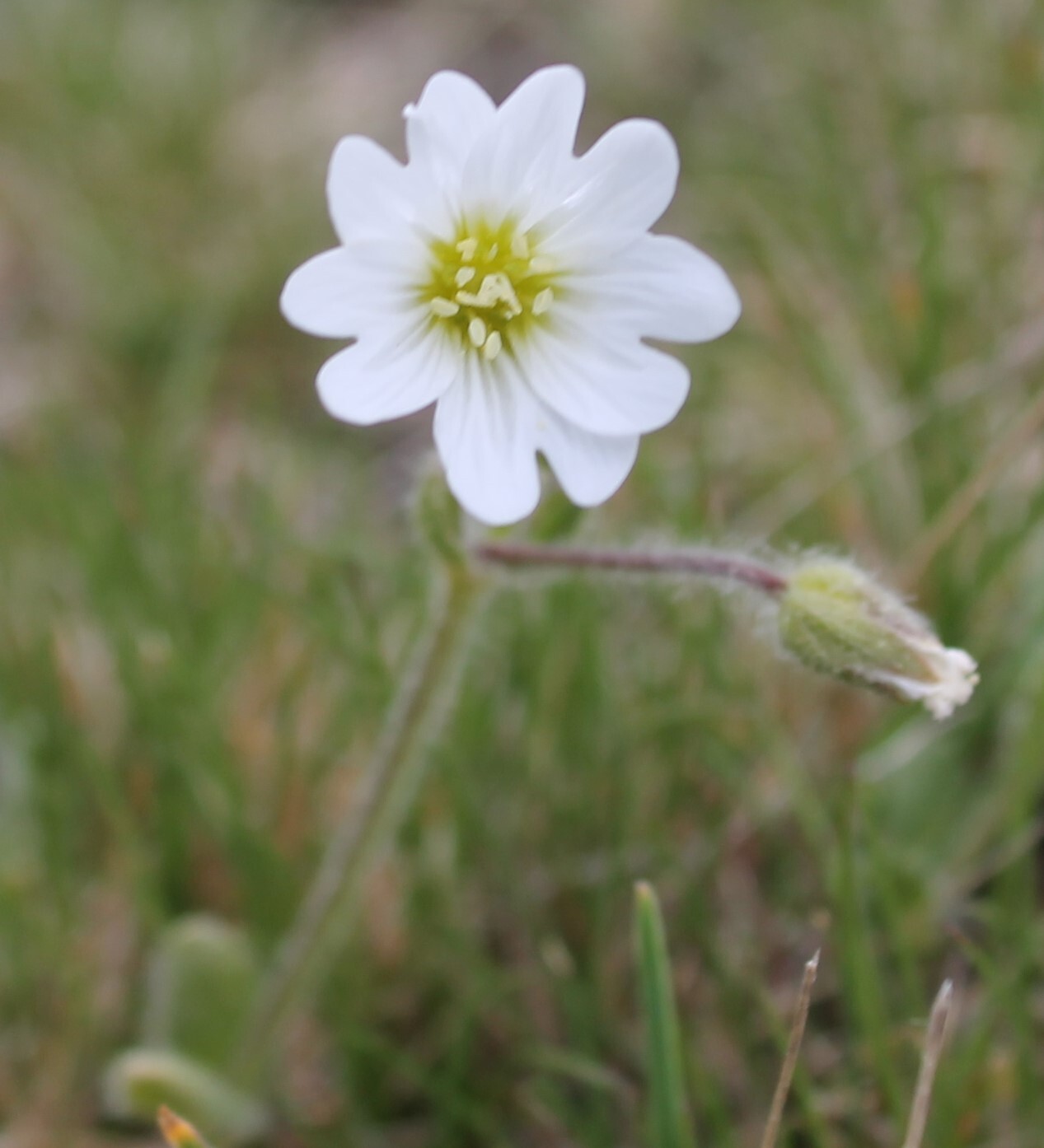 Alpine Mouse-Ear (Cerastium alpinum)