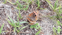 Junonia genoveva