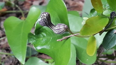Aristolochia triangularis