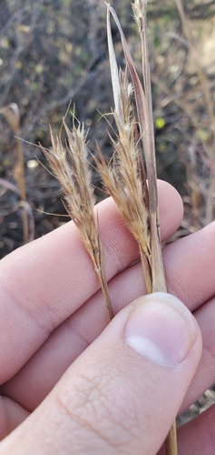 Sand Bluestem (Andropogon hallii)