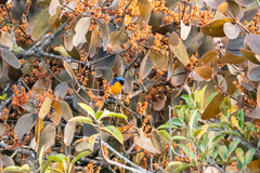 Euphonia elegantissima image