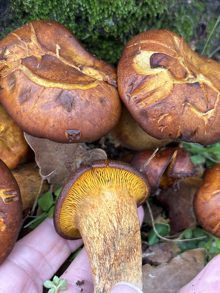 Omphalotus subilludens · November 2025 · photo: © sambiology (iNaturalist, cc-by)