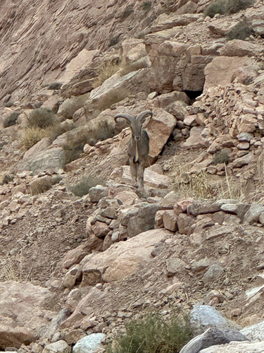 Aoudad