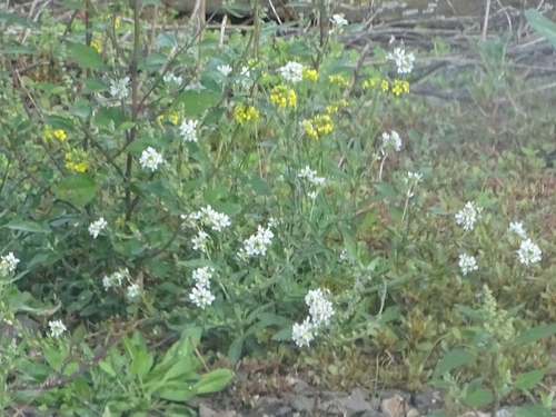 hoary alyssum
