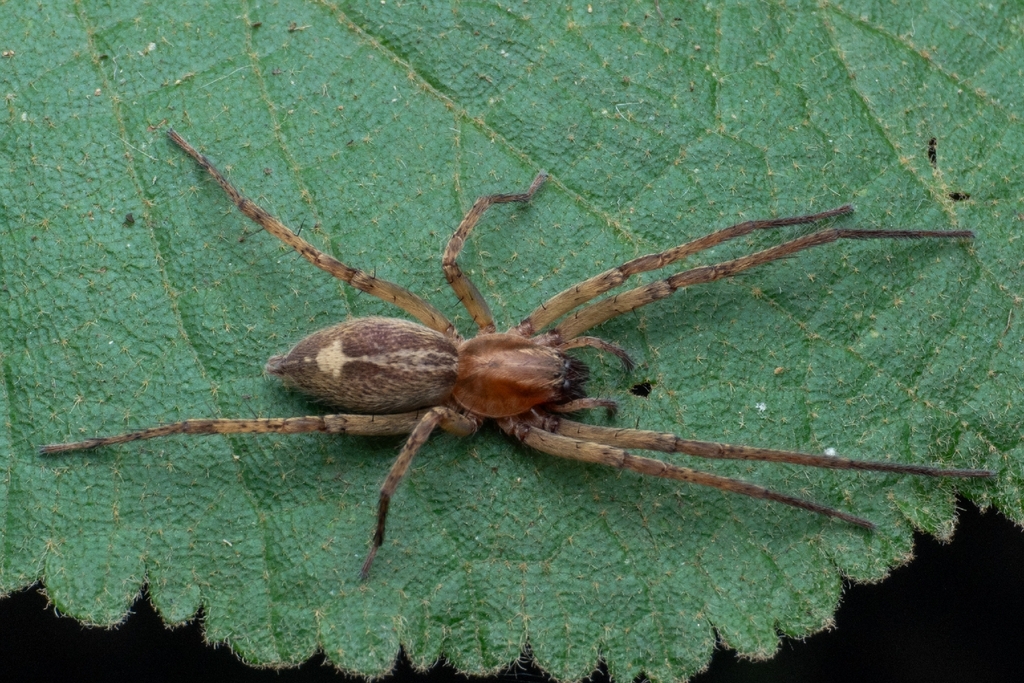 Aysha marinonii