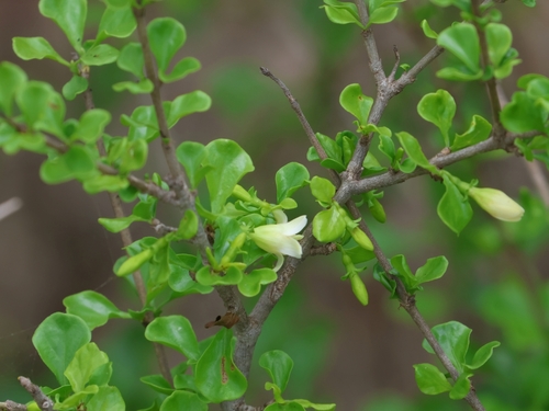 Coddia rudis, photograph 6