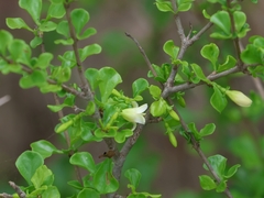 Coddia rudis, photograph (c) Alan Manson, some rights reserved (CC BY)