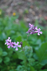 Silene aegyptiaca