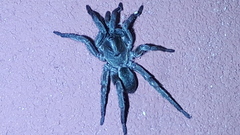 Pycnothelidae