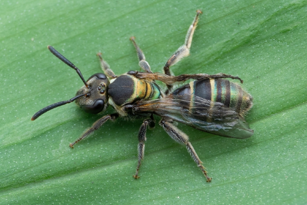 Neocorynura semimarginata