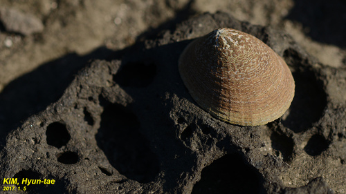 Cellana nigrolineata