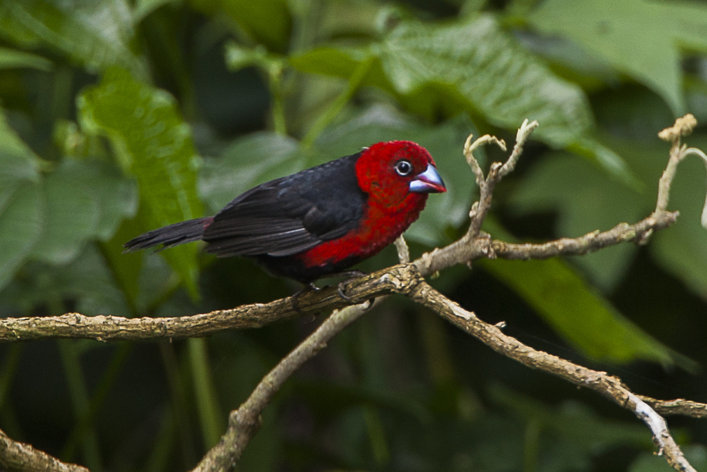 Red-headed Bluebill photo