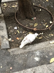 Columba livia