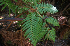 Cibotium glaucum