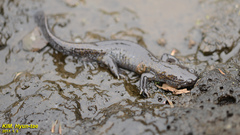 Hynobius quelpaertensis