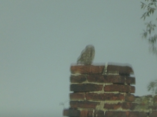 Little Owl