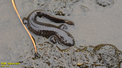 Hynobius quelpaertensis