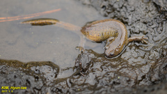 Hynobius quelpaertensis