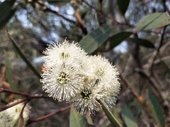 Eucalyptus obstans
