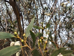 Eucalyptus obstans