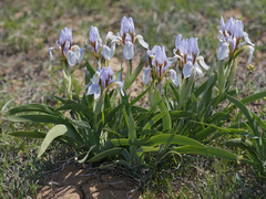 Iris scariosa