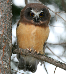 Northern Saw-Whet Owl photo 4