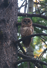 Strix occidentalis occidentalis