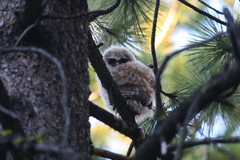 Strix occidentalis occidentalis