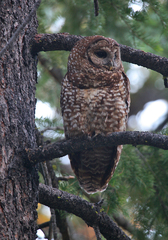 Strix occidentalis occidentalis