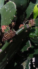 Anthanassa ptolyca amator