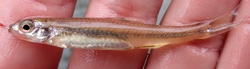 Palezone shiner (Notropis albizonatus) — Cyprinidae — 3
