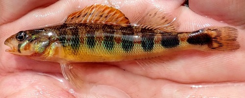 Russet Darter