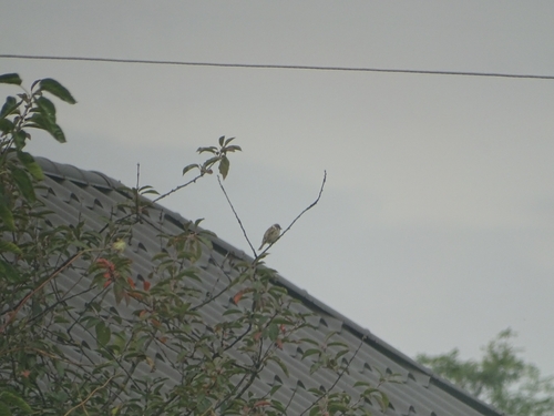 Eurasian Tree Sparrow