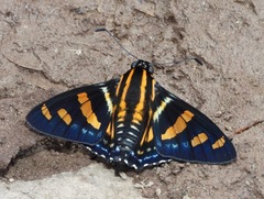 Mimardaris sela