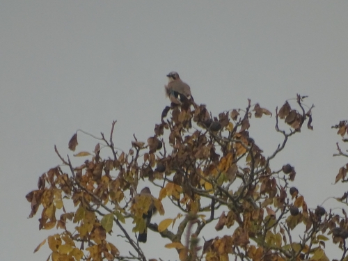 Eurasian Jay