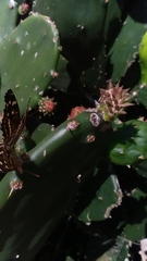 Anthanassa ptolyca amator