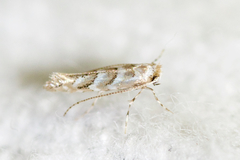 Cameraria caryaefoliella