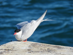 Sterna hirundinacea