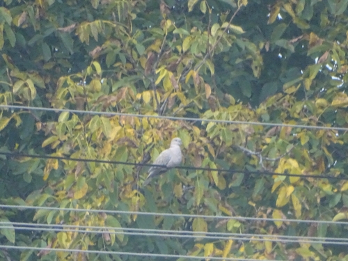 Eurasian Collared-Dove