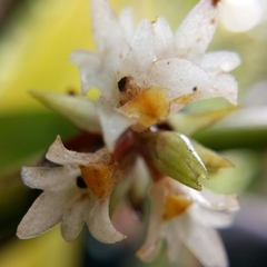 Trichotosia annulata