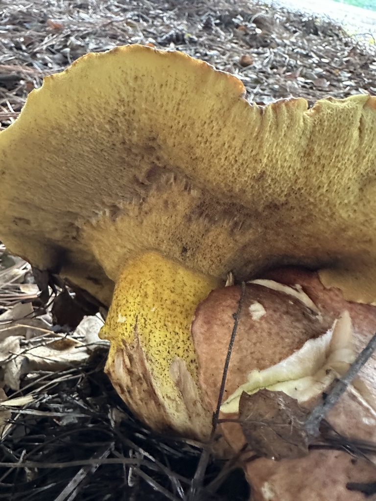 Suillus fuscotomentosus · November 2025 · photo: © irinamitine (iNaturalist, cc-by)