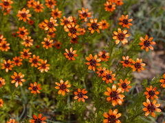 Adonis aestivalis parviflora