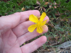 Hypericum olympicum