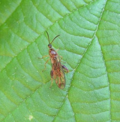 Canthyloscelis antennata