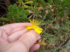 Hypericum olympicum