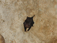Balantiopteryx io