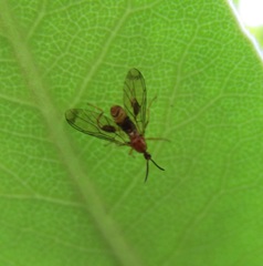 Canthyloscelis antennata